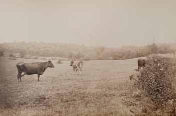 T. K. Lothrop`s cows in meadow at Beverly Farms [first view] Photograph